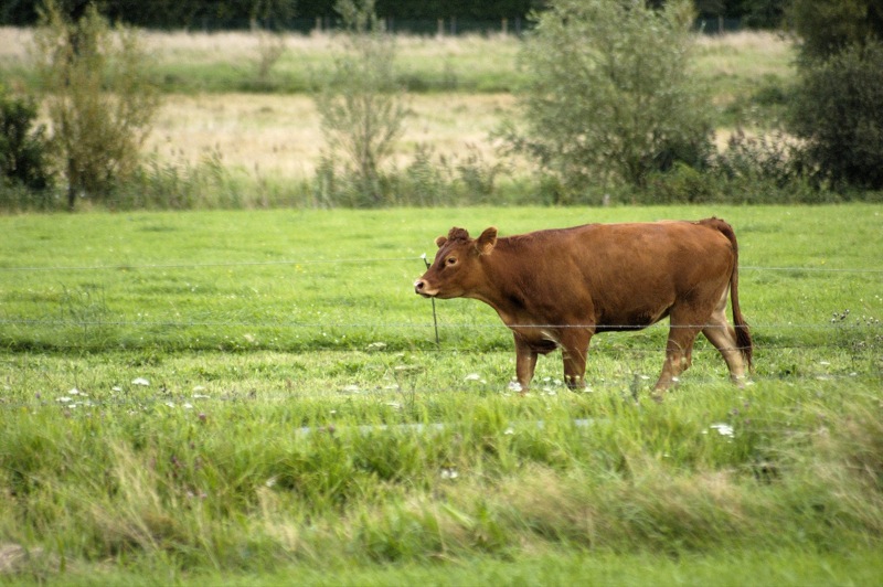 vache ?