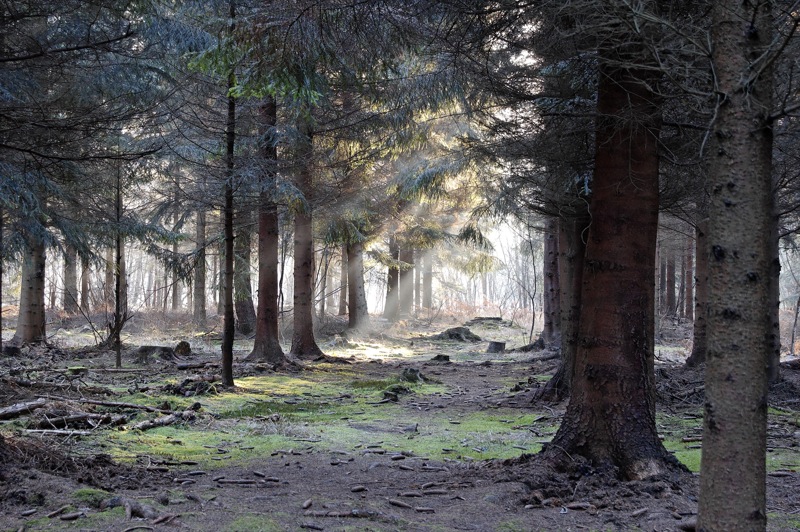forêt