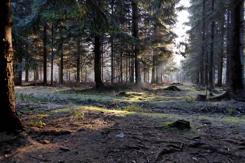 forêt