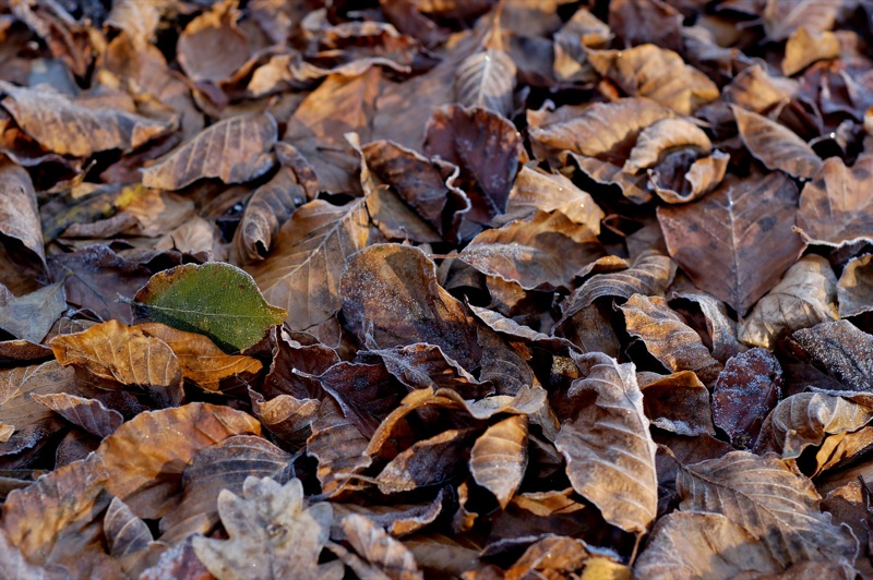 forêt