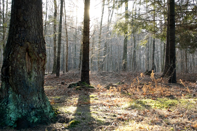 forêt