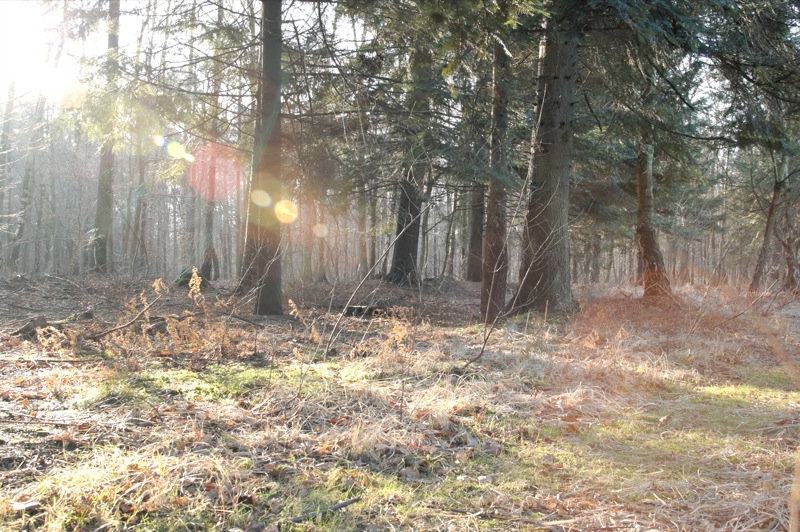 forêt