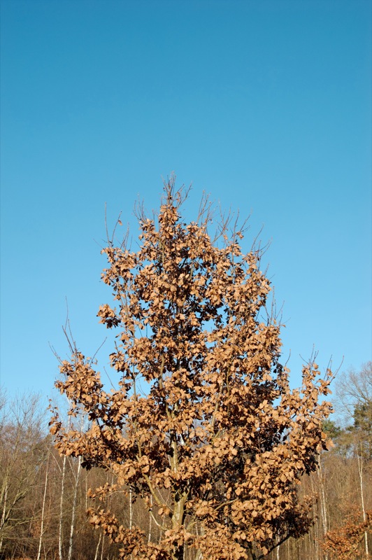 arbre