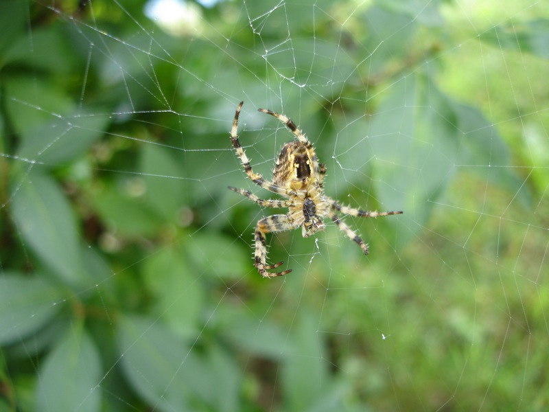 spider