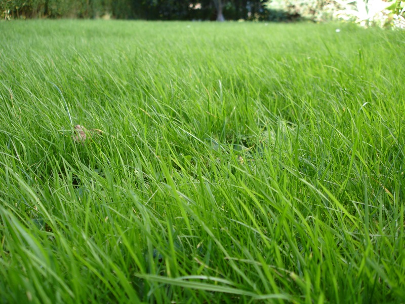 herbe