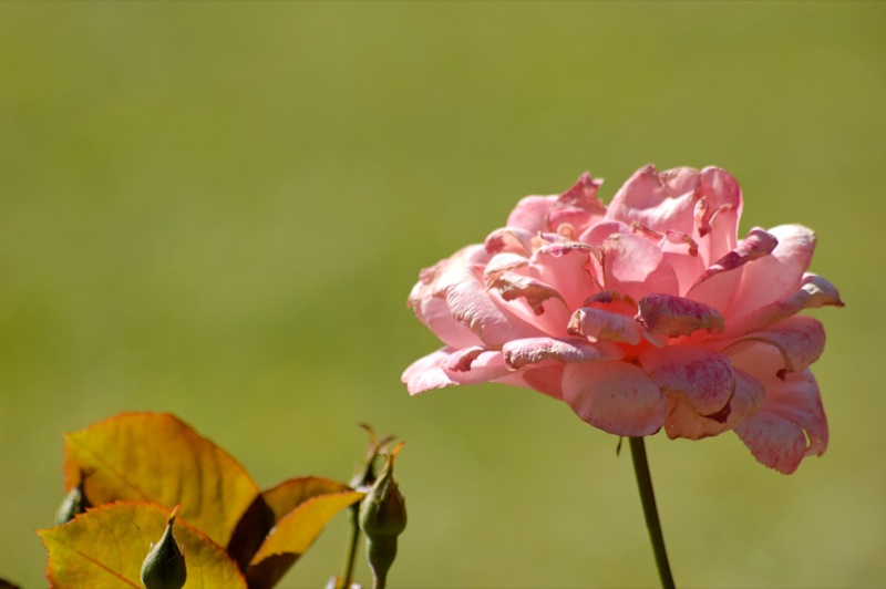fleurs