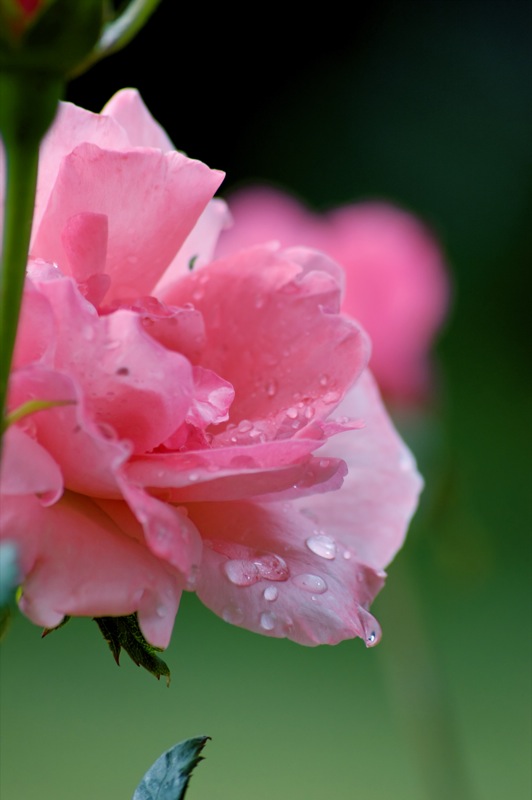 fleurs