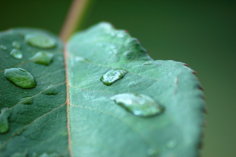 goutte d'O