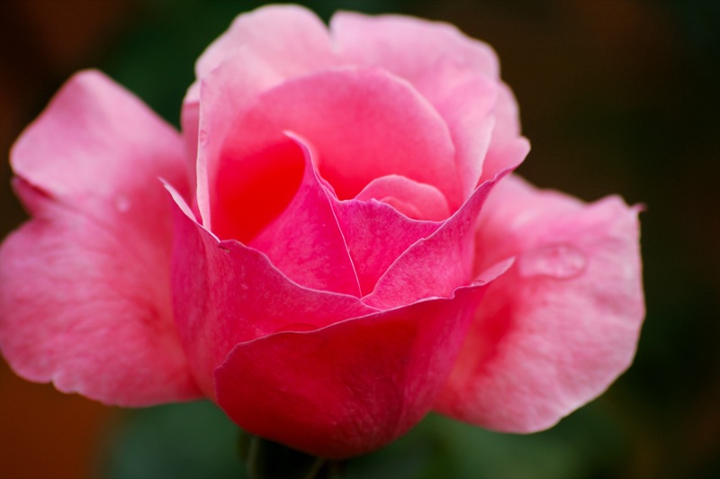 fleurs