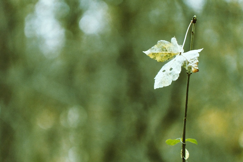 feuille