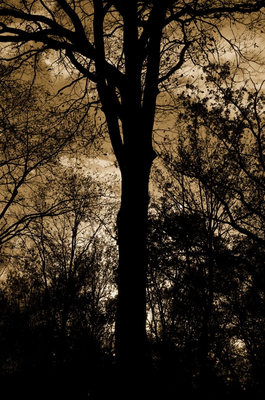 arbre