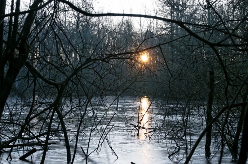 forêt