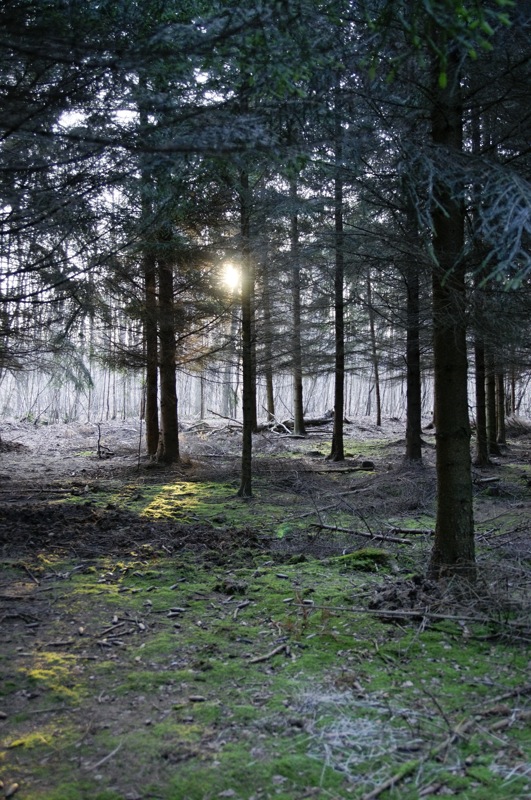forêt