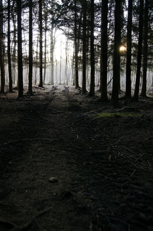 forêt
