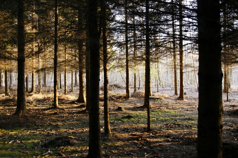 forêt
