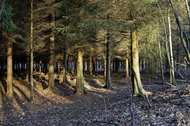 forêt