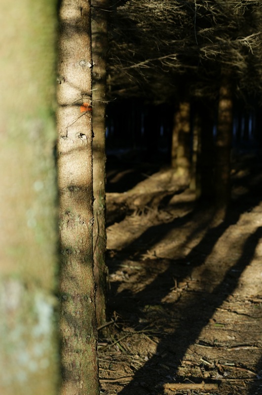 forêt