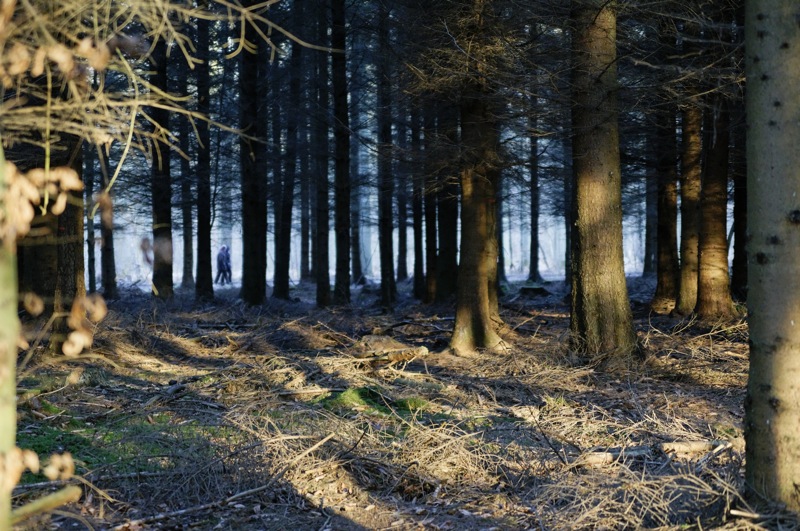 forêt
