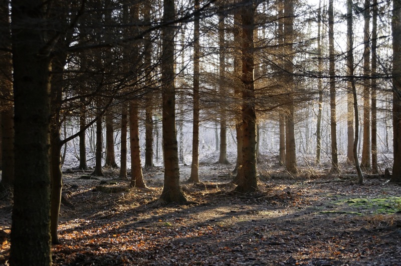 forêt