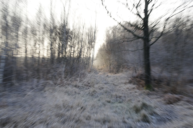 forêt