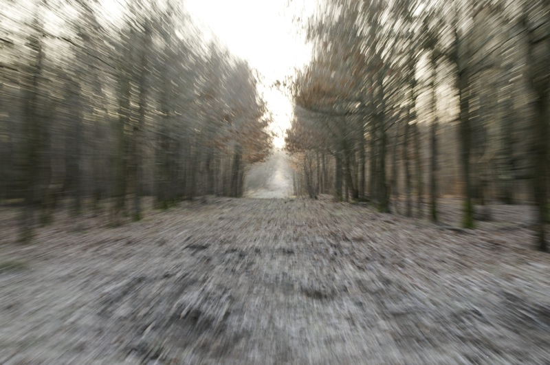 forêt