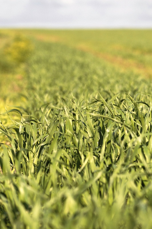 Campagne