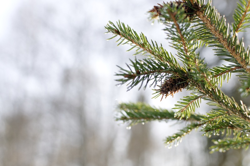 sapin