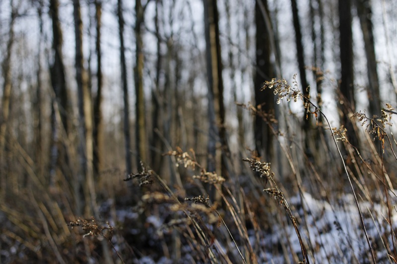 arbres