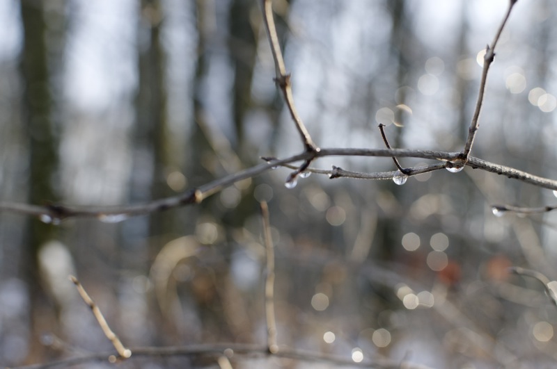 arbres