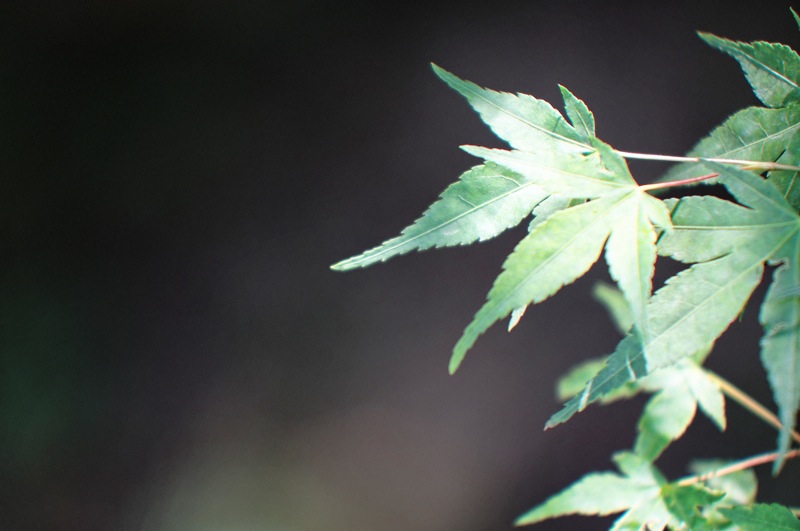 plante