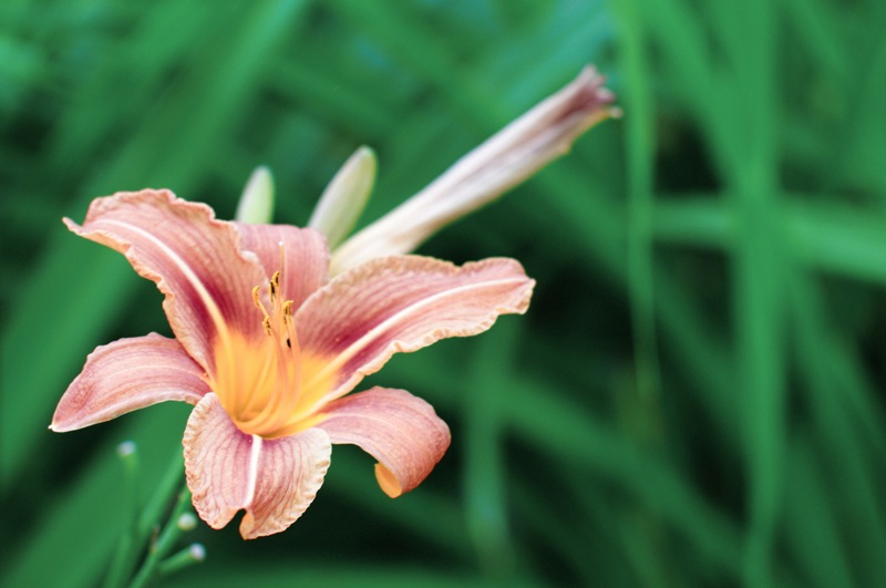 fleur