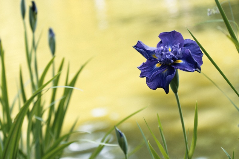 fleur