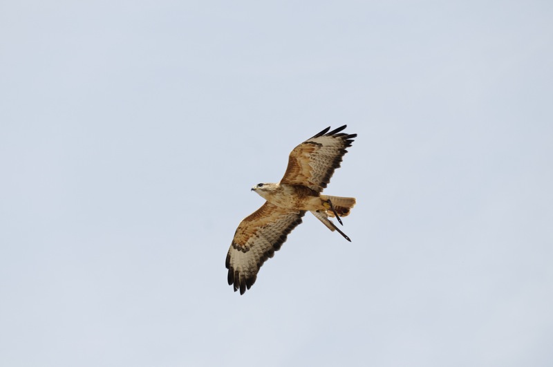 rapace