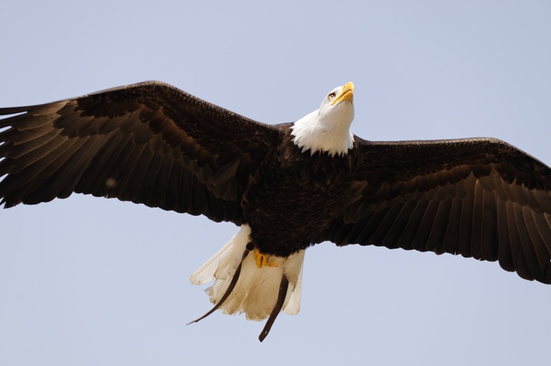 rapace