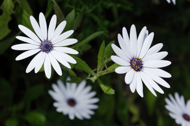 fleurs