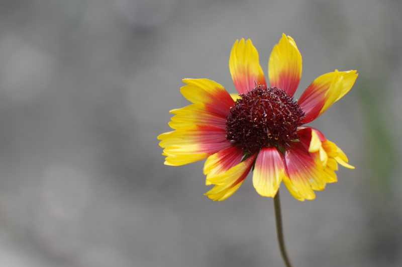 fleur