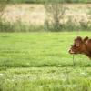 vache ?
