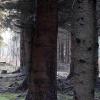 forêt