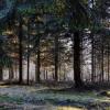 forêt