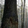 forêt