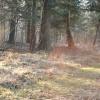 forêt