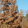 arbre