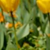 fleurs