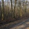 foret