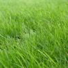herbe