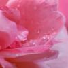 fleurs
