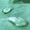 goutte d'O