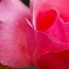 fleurs