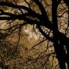 arbre