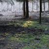 forêt